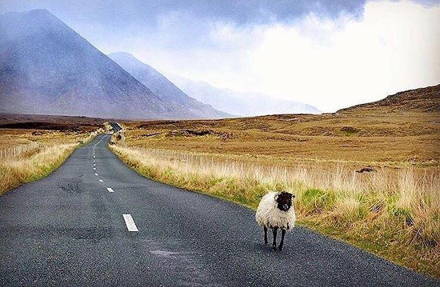 Galway Ireland sheep walking down road